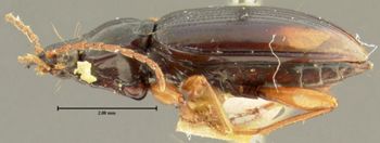 Media type: image;   Entomology 33069 Aspect: habitus lateral view